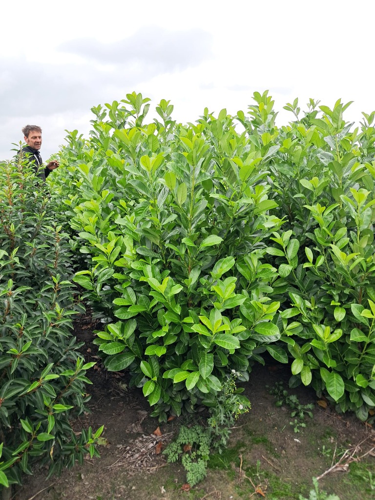 Picture of Prunus laur. Rotundifolia ROOTBALL 125/150CM