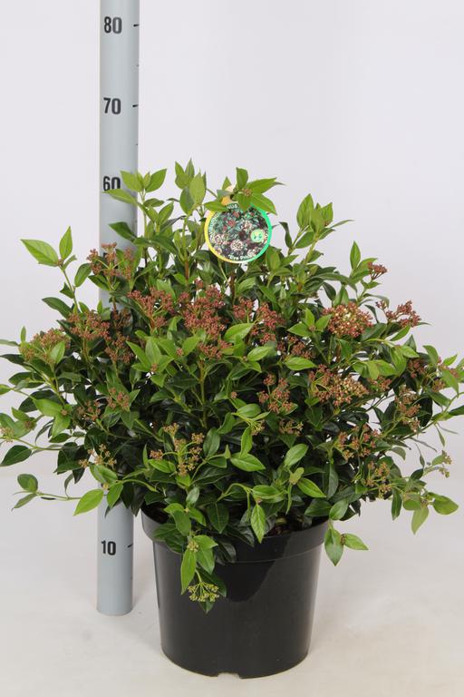 Picture of Viburnum tinus P26 (7.5 Ltr) 50/60