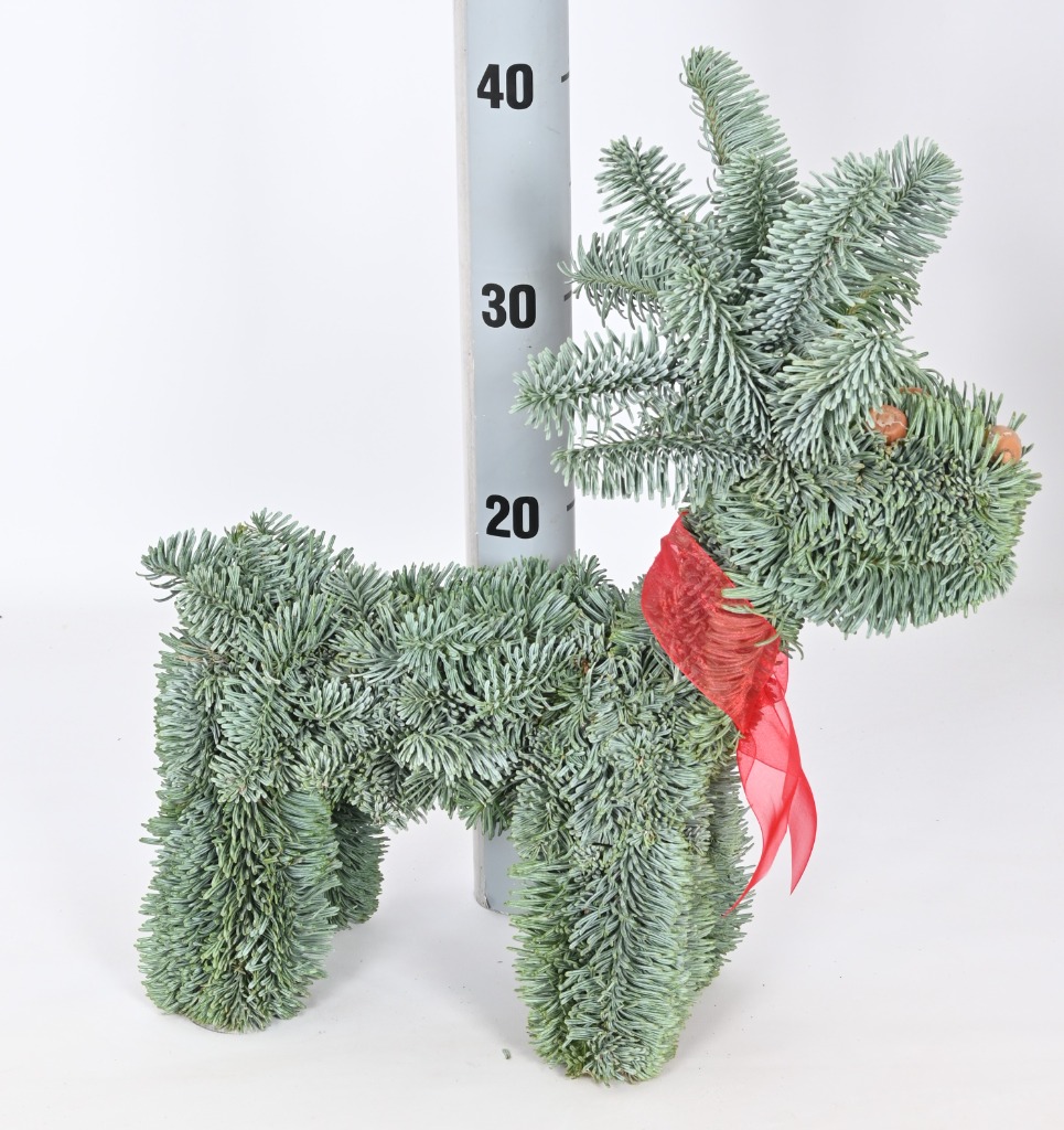 Picture of Reindeer Abies nobilis XS