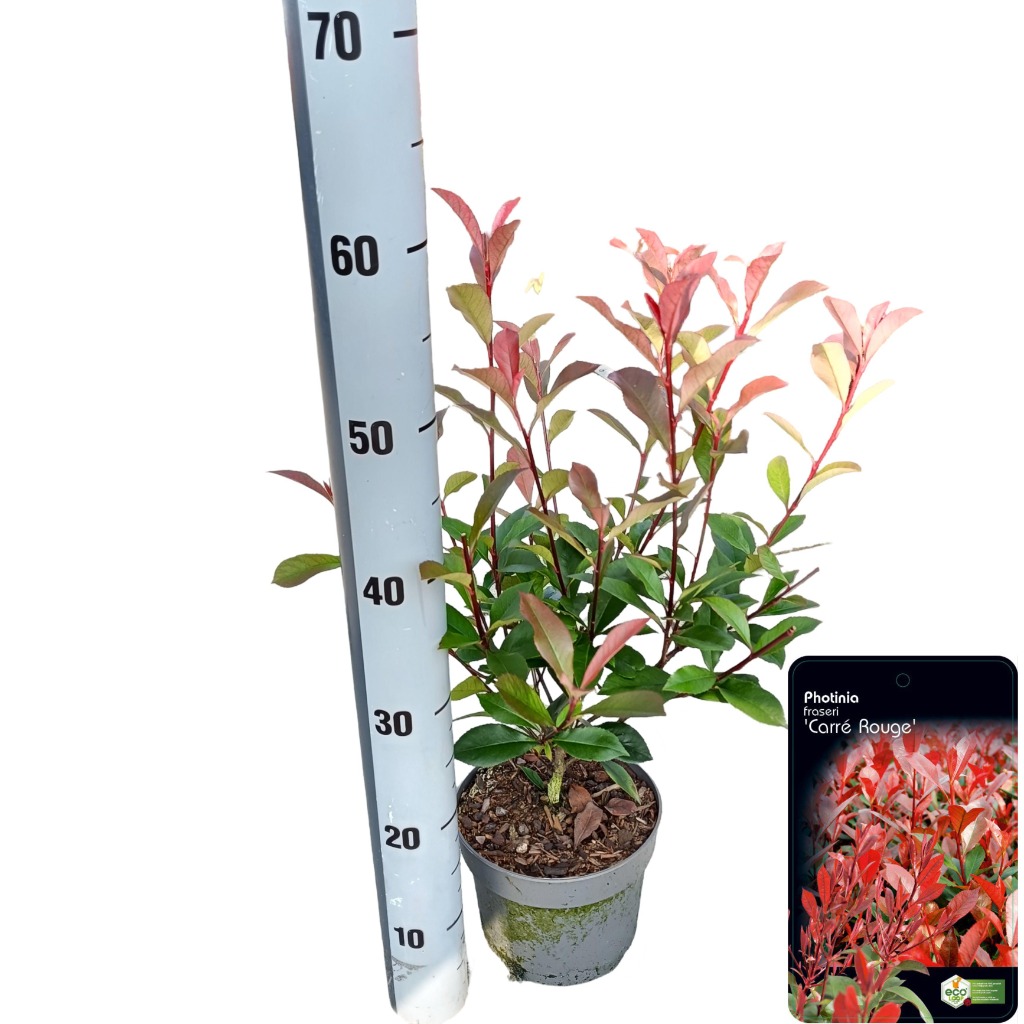 Picture of Photinia fras. Carre Rouge P17 (2 Ltr)