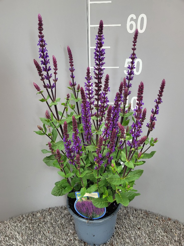 Afbeeldingen van Salvia nem. Caradonna P17 (2 Ltr)