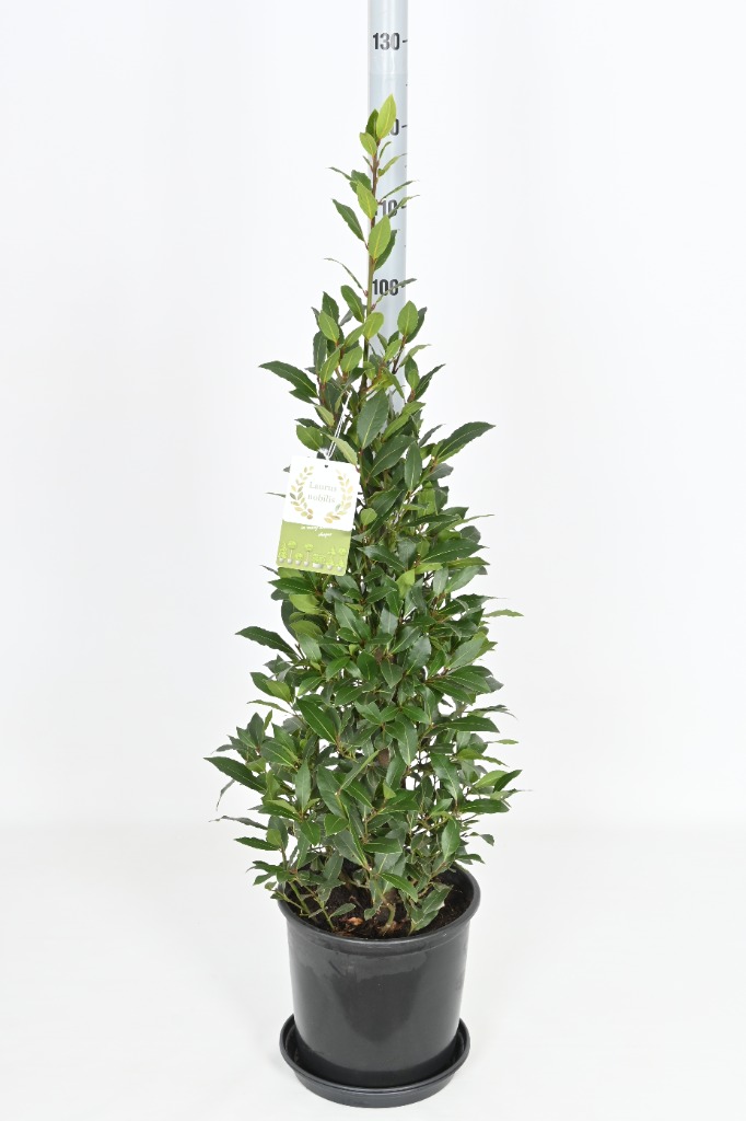 Picture of Laurus nobilis P22 Pyramids 110/cm incl pot