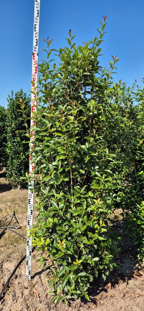 Picture of Osmanthus armatus EXTRA ROOTBALL 200/225cm