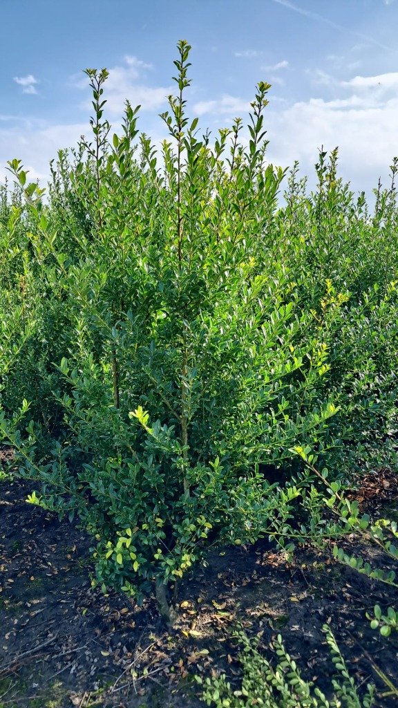 Picture of Ilex maximowicziana Kanehiraea ROOTBALL 120/140CM