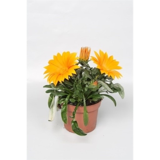 Picture of Gazania Giant Deep Orange P12