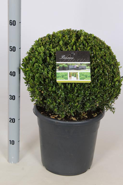 Picture of Buxus sempervirens P29 (10 Ltr) BALL 40/+