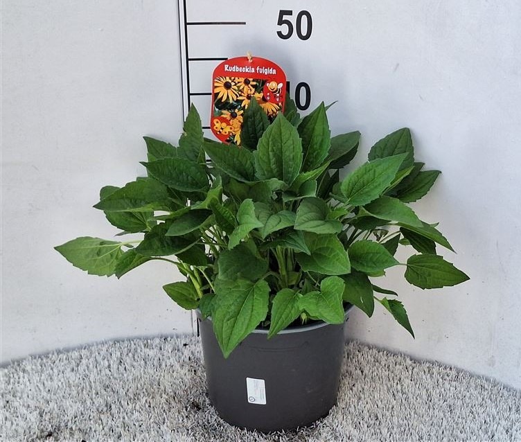 Picture of Rudbeckia fulgida Goldsturm P23 (5 Ltr) 45-CM