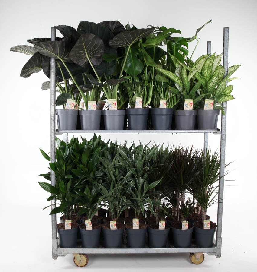 Picture of Trolley Deal 2024 Houseplants in varieties Summer Promo 01 P19 (3 Ltr) height 70 cm J6