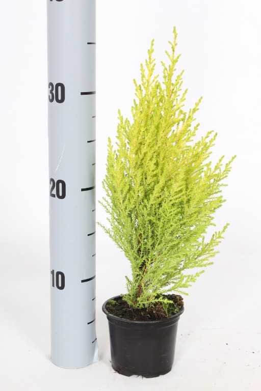 Picture of Cupressus m. Wilma P9 27/32