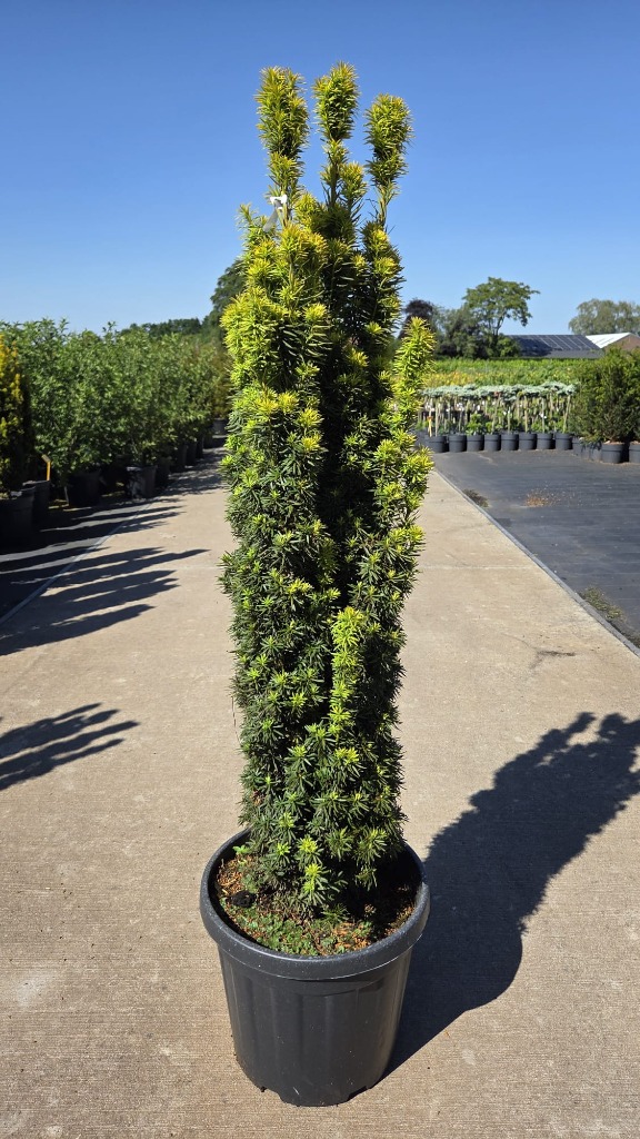 Taxus b. David