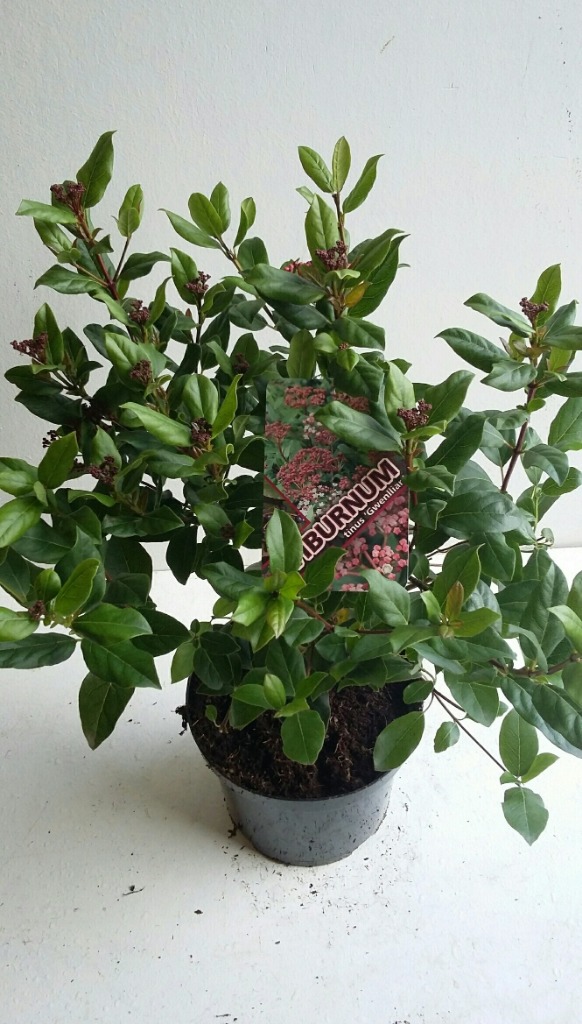 Picture of Viburnum tinus Gwenllian P21 (4 Ltr) 40/50