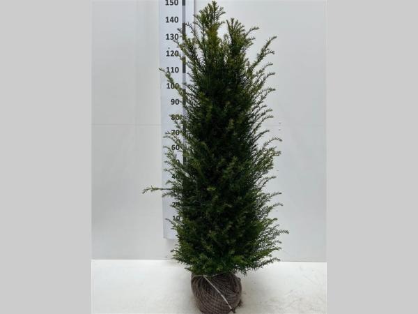 Picture of Taxus Baccata ROOTBALL 120/140CM