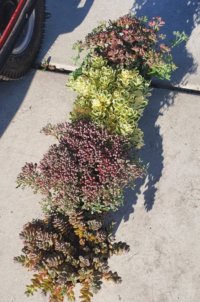 Sedum in varieties