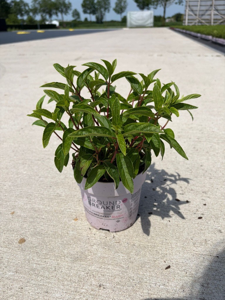 Hydrangea pan. Groundbreaker Blush