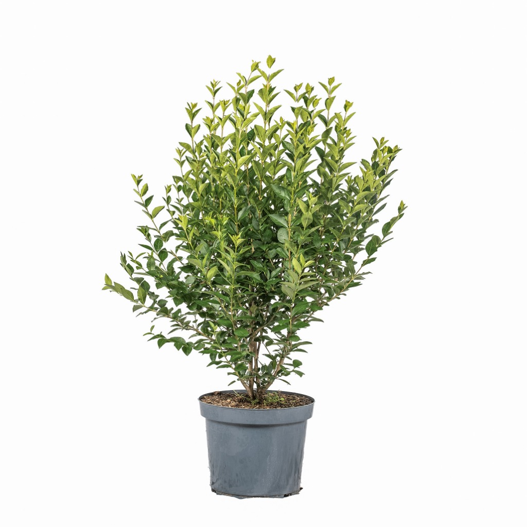 Picture of Ligustrum ovalifolium Aureum P30 (12 Ltr) 100/125CM