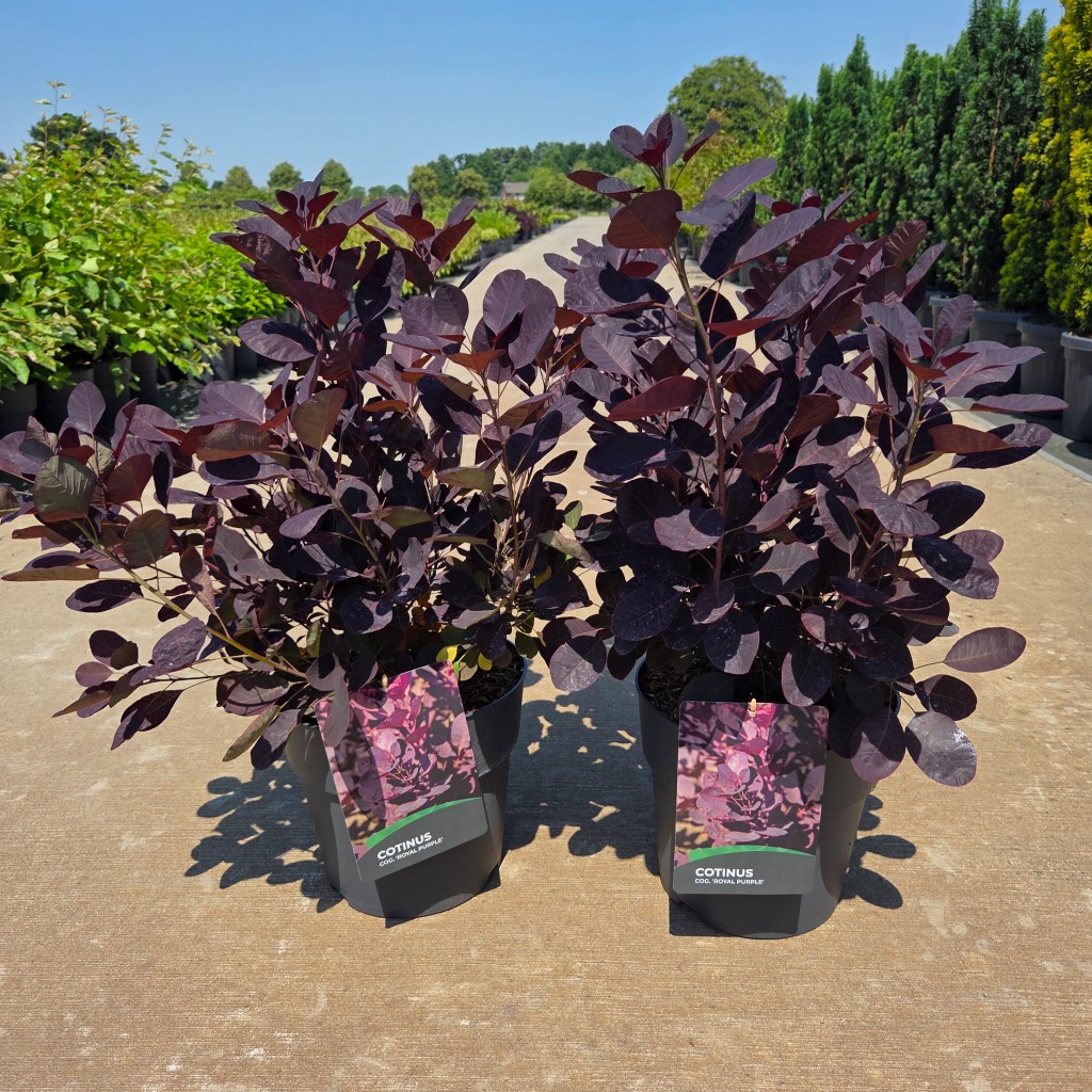 Cotinus cogg. Royal Purple