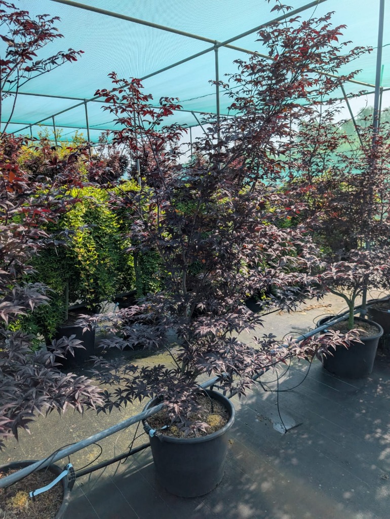 Acer pal. Red Emperor