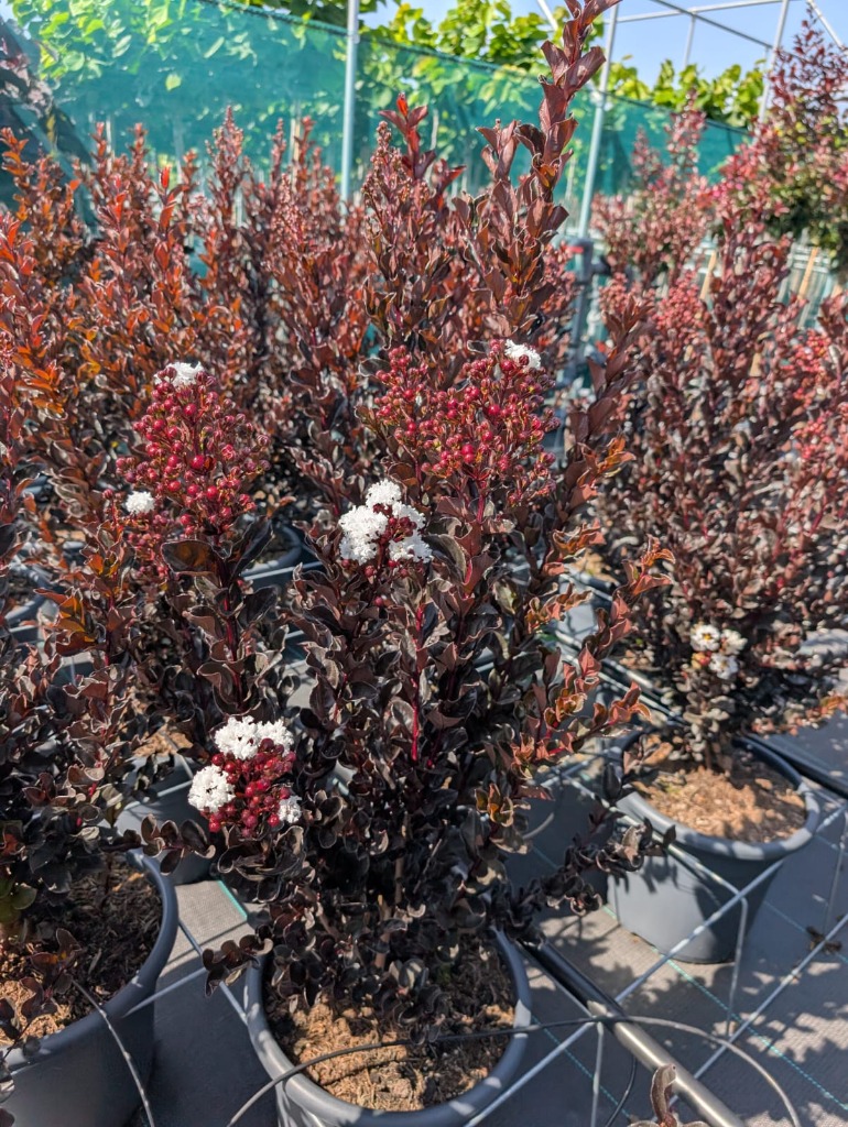 Lagerstroemia in varieties