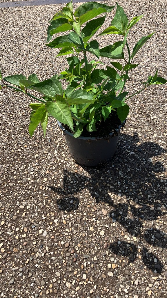 Leycesteria formosa