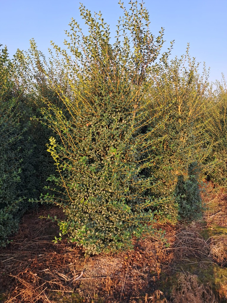 Picture of Osmanthus burkwoodii ROOTBALL 200/225cm