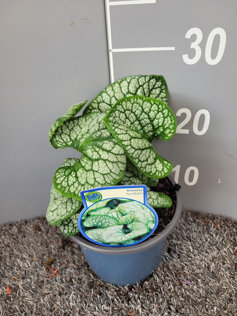 Picture of Brunnera sea Heart P17 (2 Ltr)