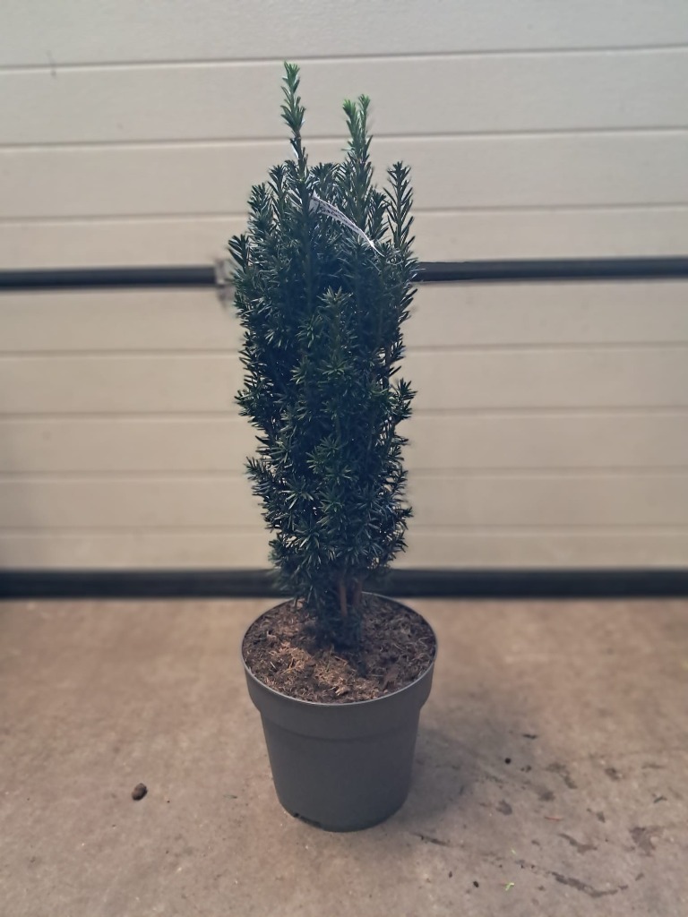 Picture of Taxus baccata Black Tower P29 (10 Ltr) 60/70CM