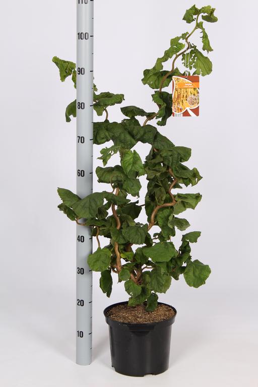 Picture of Corylus avellana Contorta P23 (5 Ltr) 60/80