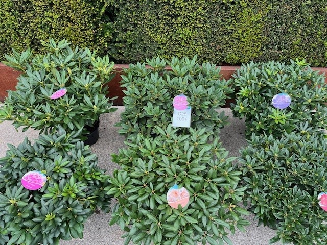 Picture of Rhododendron hybride in varieties P41-(25-LTR) 100/+ BUDDED