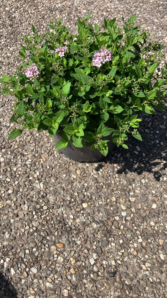 Spiraea jap. Little Princess