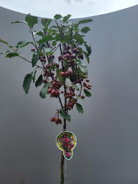 Picture of Malus Velvet Pillar P29 (10 Ltr) 120/STD