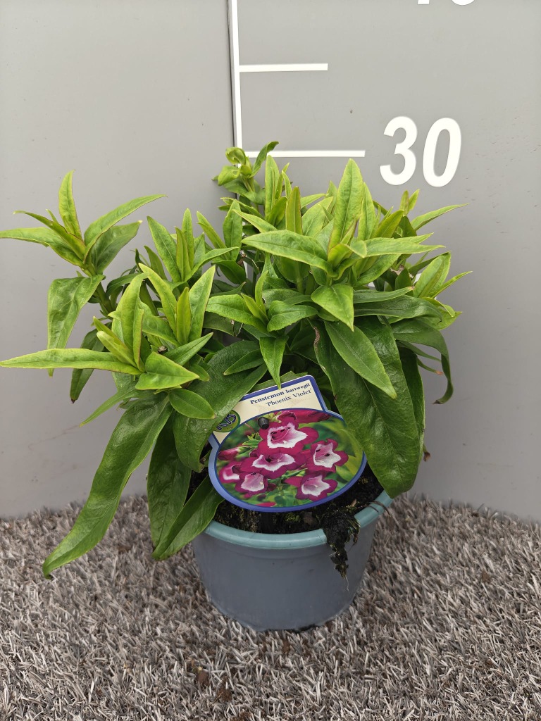 Penstemon hartw. Phoenix Violet