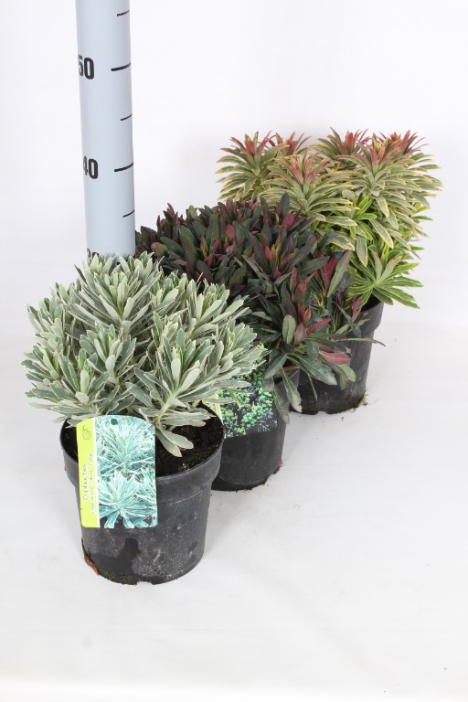 Picture of Euphorbia mix P17 (2 Ltr)