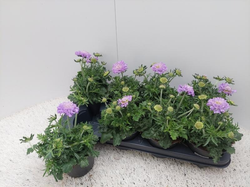 Picture of Scabiosa colum. Mariposa Violet-Blue P13 20-CM