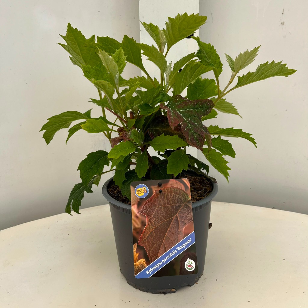 Hydrangea querc. Burgundy