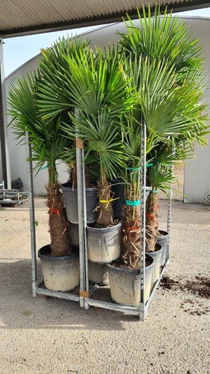 Picture of Trolley Deal 2024 Trachycarpus fortunei in 2 sizes  40/std and 75/std F.O