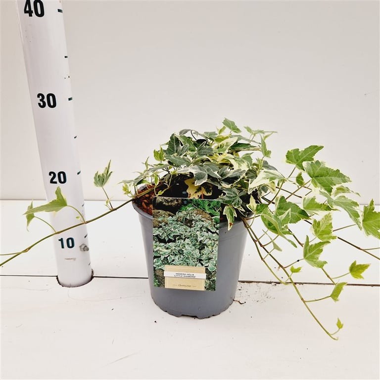 Picture of Hedera hel. Little Diamond P18 (2.5 Ltr) 30/40CM