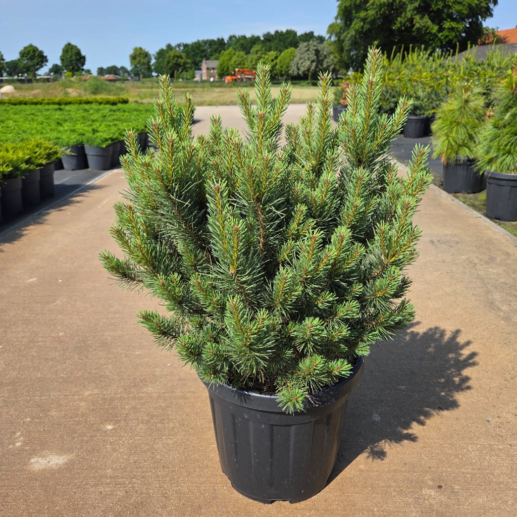Pinus sylv. Watereri