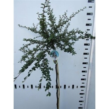 Picture of Cotoneaster suec. Coral Beauty P26 (7.5 Ltr) 120/STD