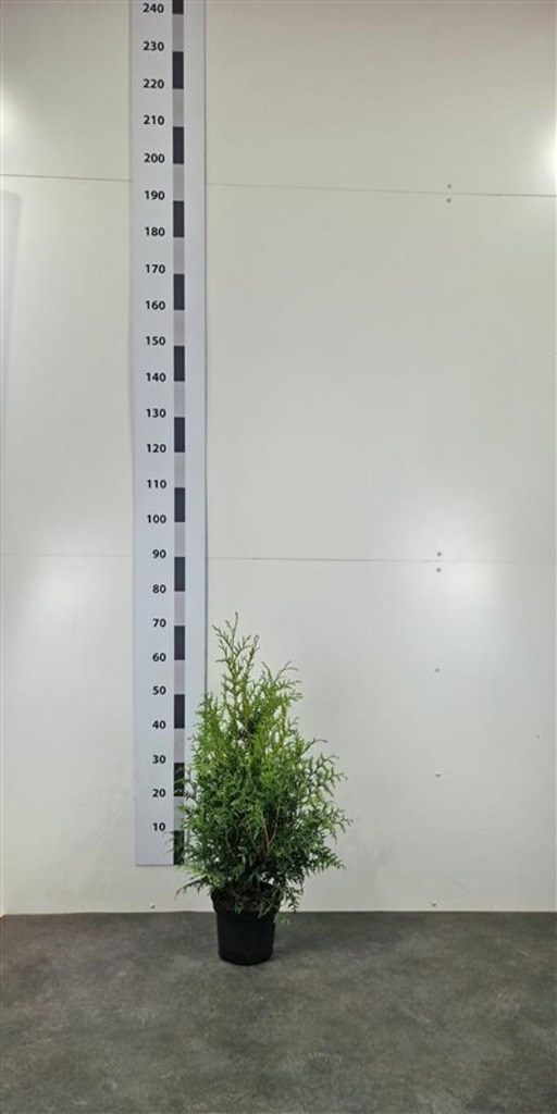 Thuja occ. Brabant