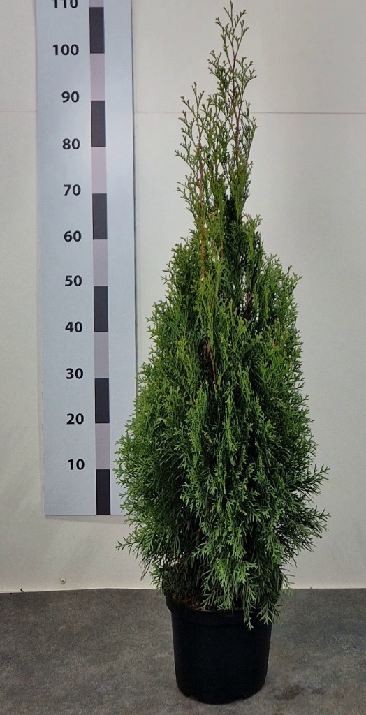 Thuja occ. Smaragd