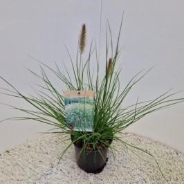 Picture of Pennisetum al. Hameln P18 (2.5 Ltr)