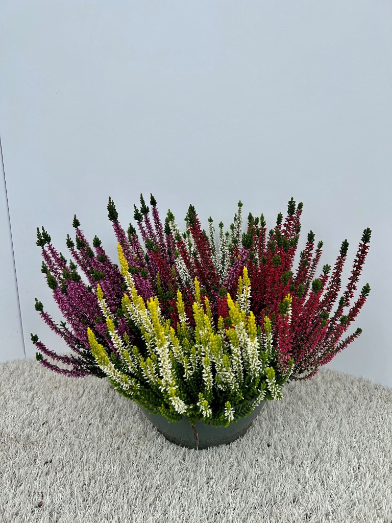 Billede af Calluna Beauty Ladies Quattro Bowl P23 Bowl