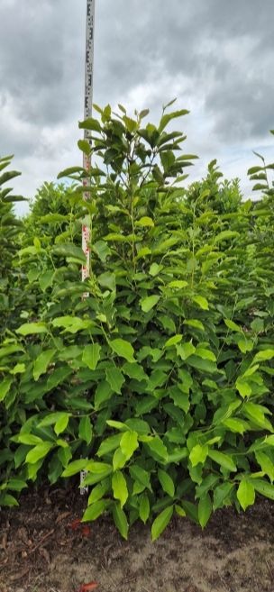 Image de Magnolia Soulangeana EXTRA ROOTBALL 200/225cm