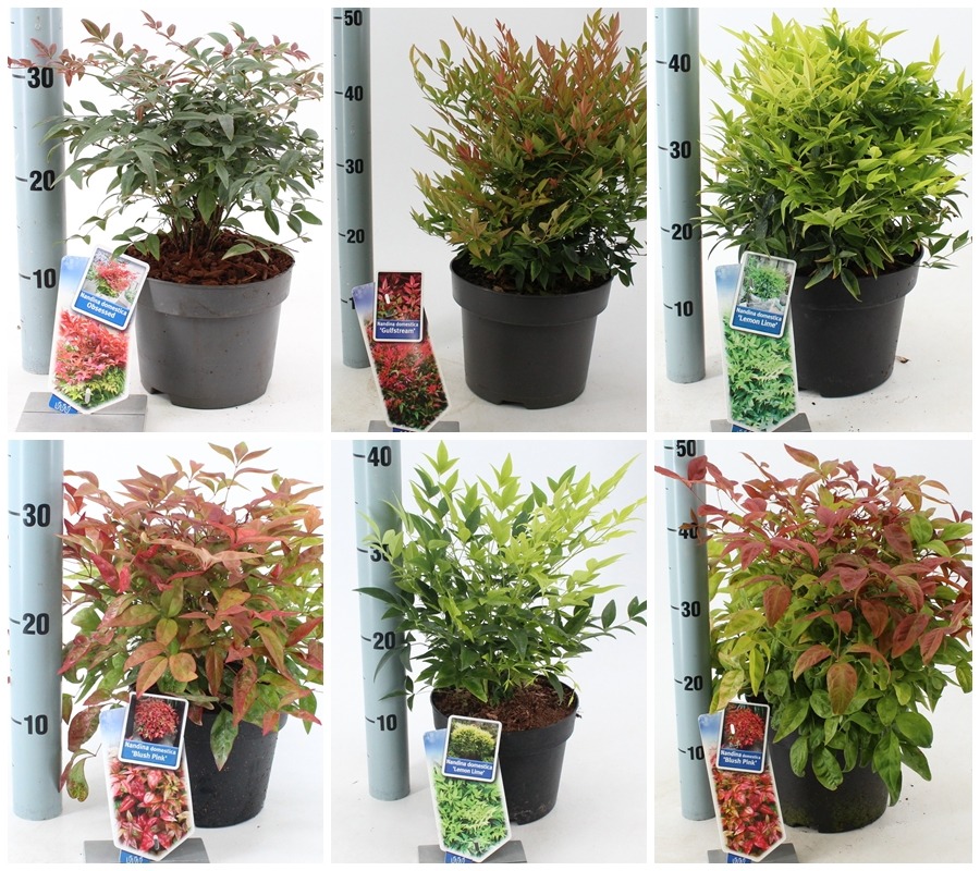 Picture of Trolley Deal 2024 Nandina invarieties & mixed sizes F.O. (120)