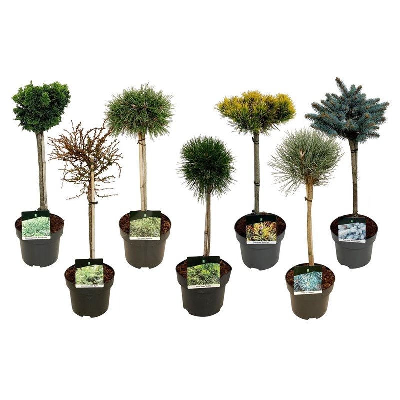 Picture of Conifers exclusive in varieties (grafted) P23 (5 Ltr) 40/STD