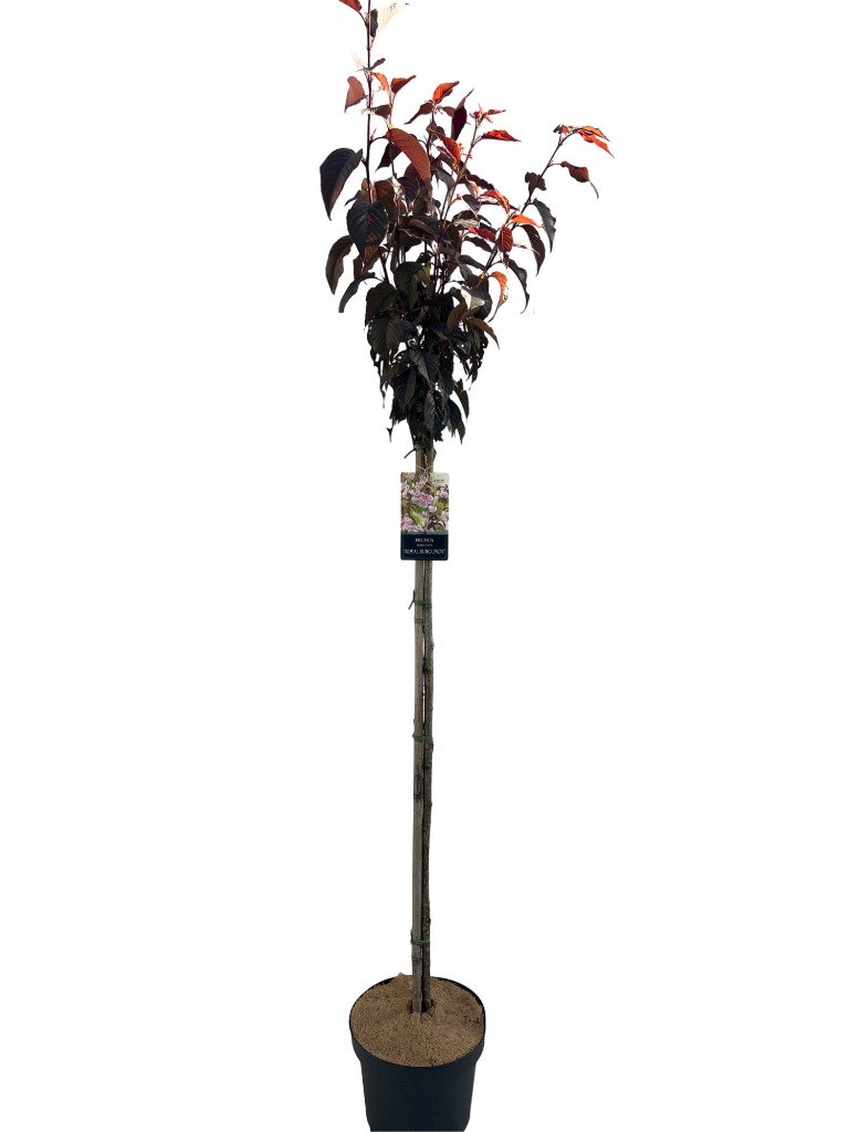 Picture of Prunus serrulata Royal Burgundy P29 (10 Ltr) 120/STD