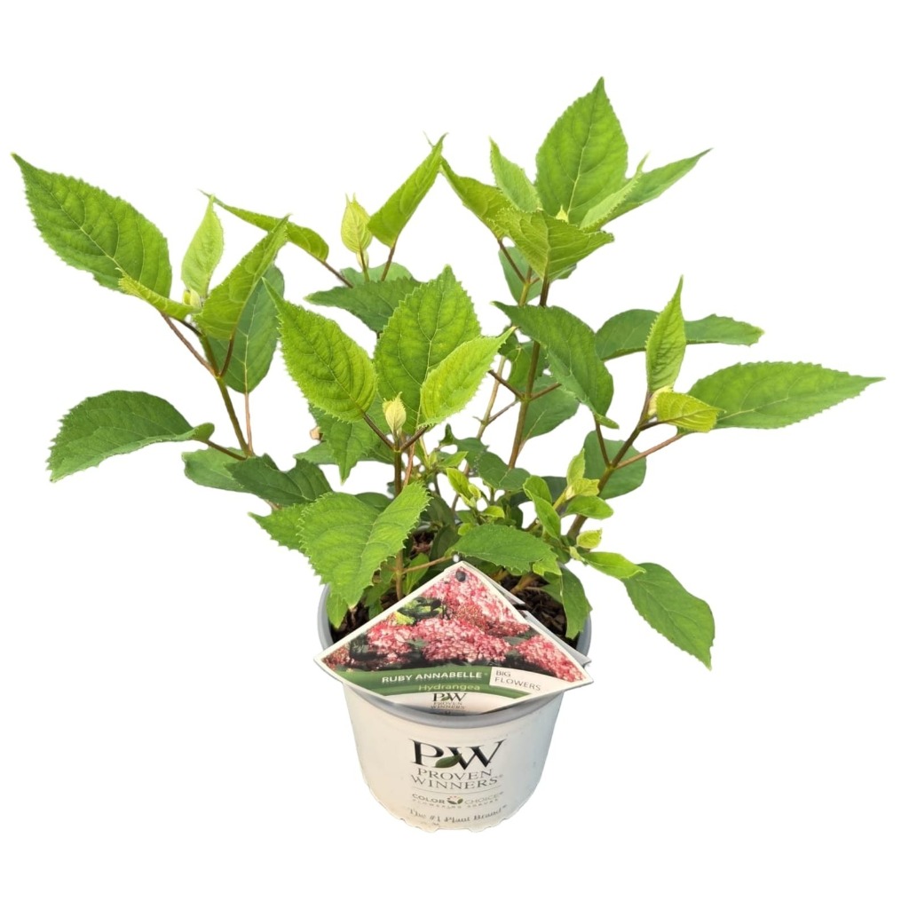 Picture of Hydrangea arb. Ruby Annabelle P19 (3 Ltr)