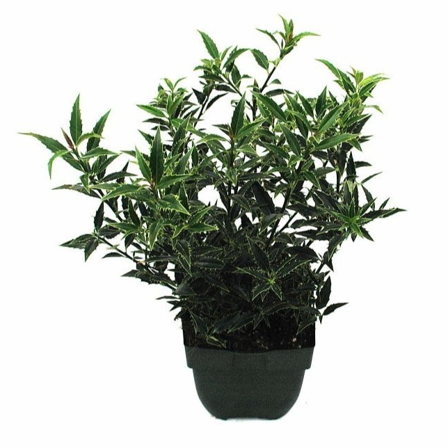 Picture of Ilex aquif. Myrtifolia P17 (2 Ltr) Square 20/25CM