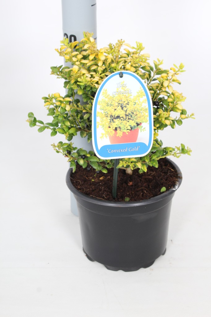 Picture of Ilex crenata Convexed Gold P17 (2 Ltr)