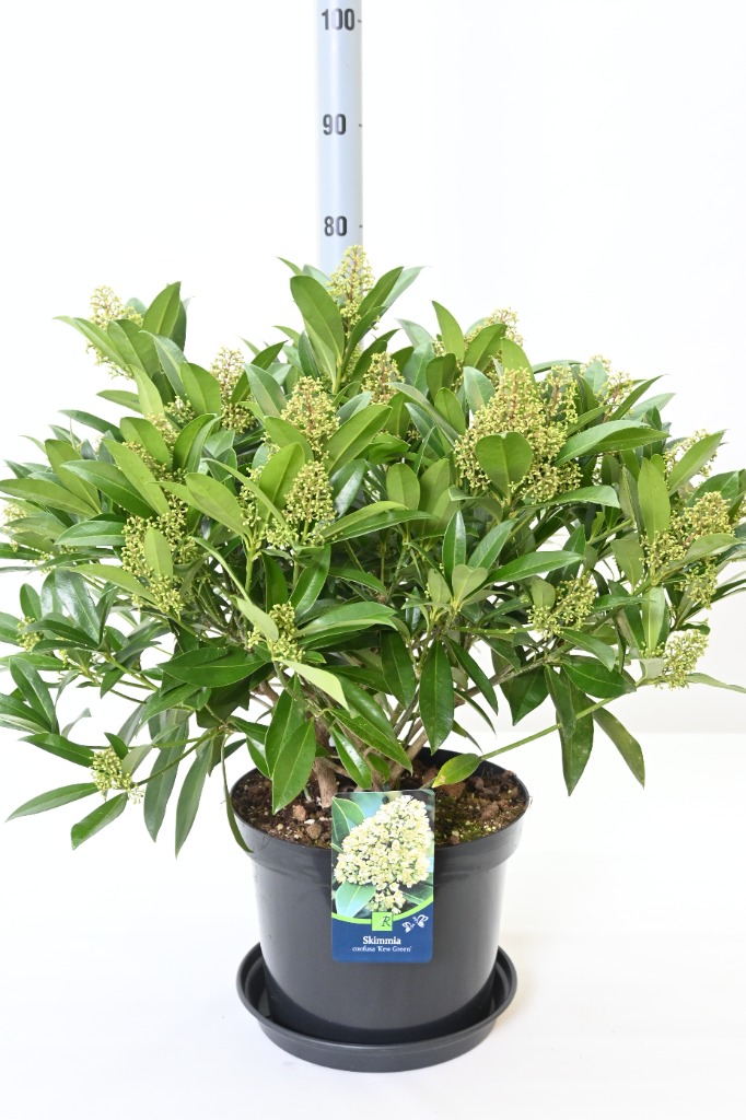 Picture of Skimmia confusa Kew Green P30 (12 Ltr) FULLY-BUDDED